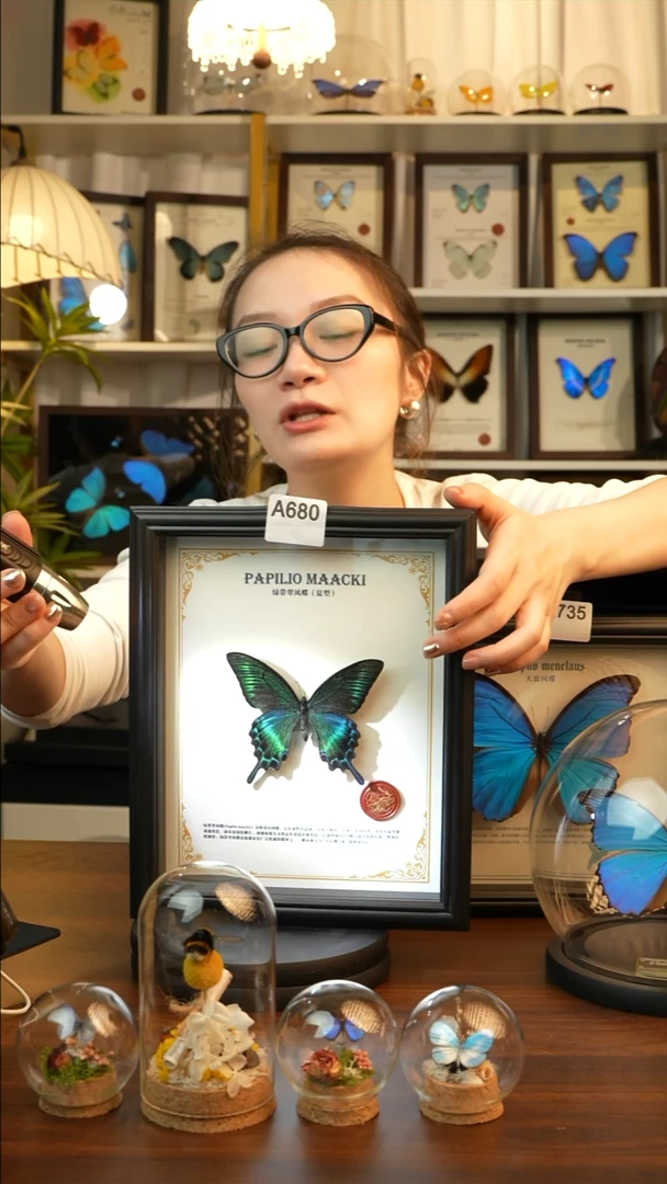 绿带翠凤蝶夏款-英文(10寸欧式黑框）A680