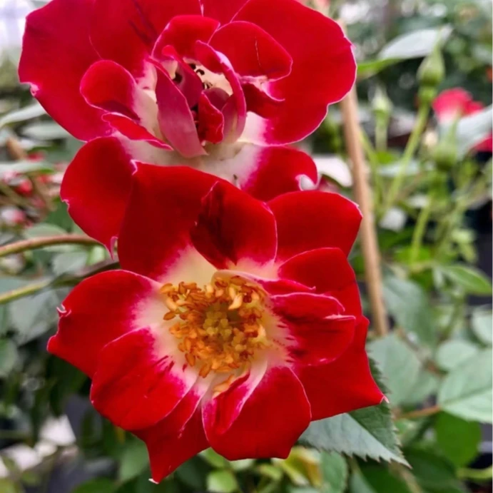 小画家/眼彩 月季苗 新西兰浓香 丰花勤花抗病多季微型月季