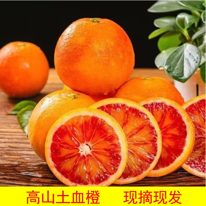 重庆高山血橙现摘现发包邮新鲜水果