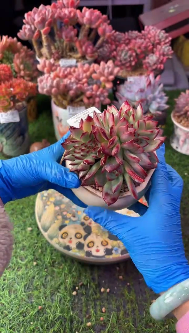 昆明印象多肉4162