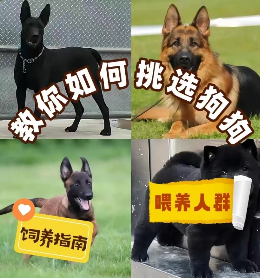 教你如何挑选狗狗,饲养指南