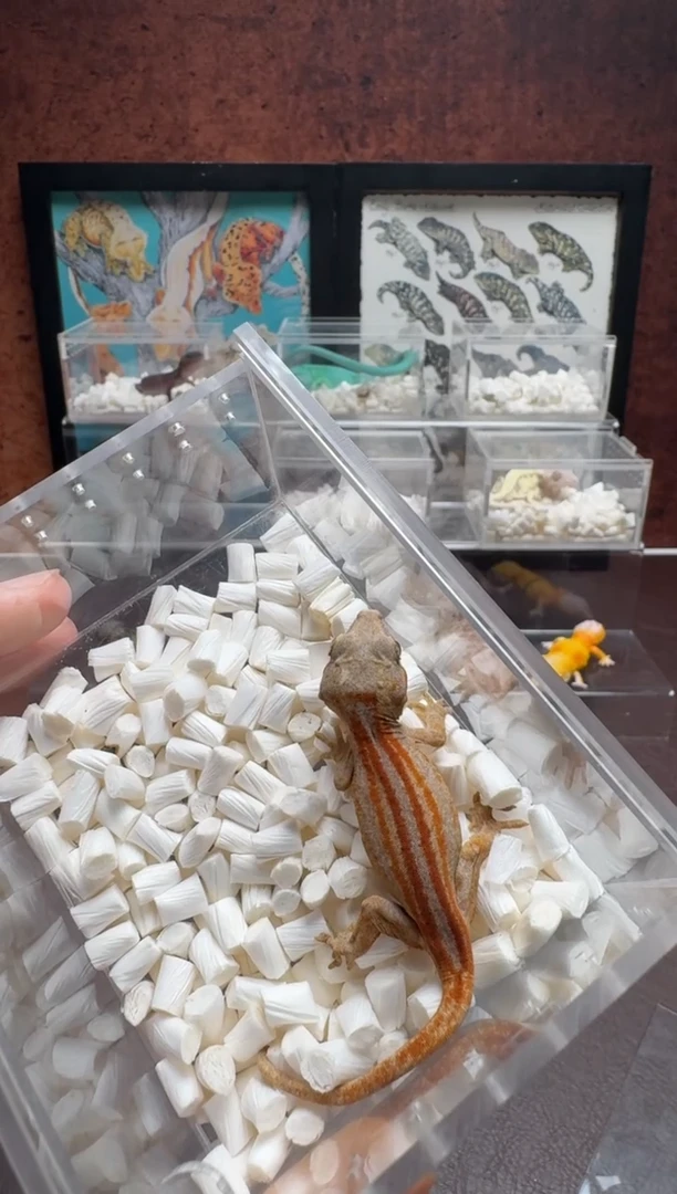 盖勾亚守宫 鳞与尾 Scale Tail 爬宠四直线血盖