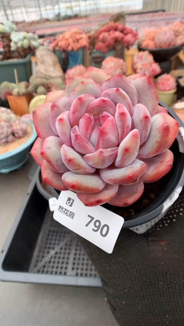 【闪购商品】790星影一物一拍