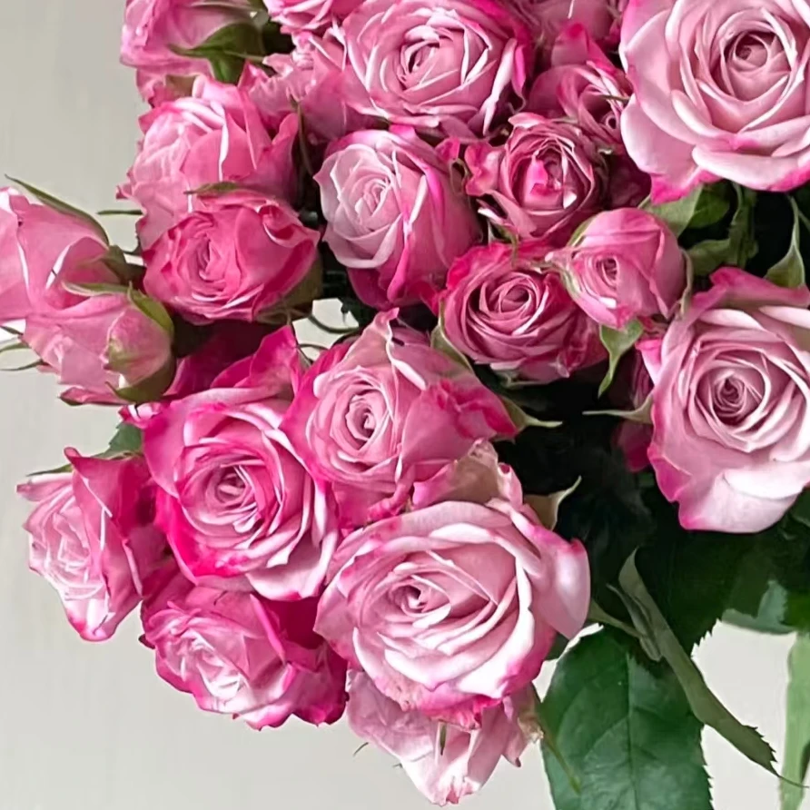 【一品花集】【粉色经典】多头玫瑰（注意：带包装醒花哦~）
