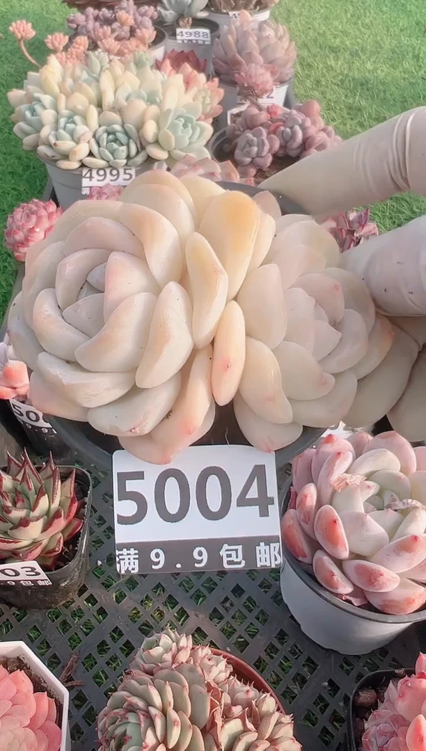 【闪购商品】信福多肉一物一拍