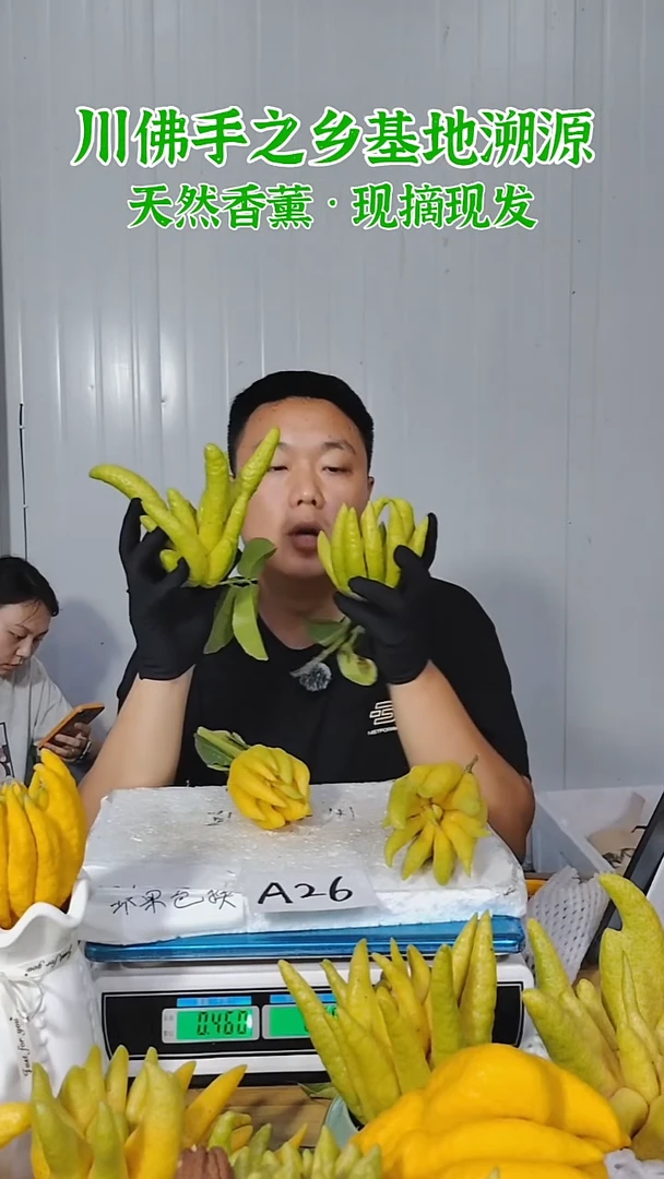 柑橘一物一拍  高山川佛手柑鲜果A26（断枝不售后）