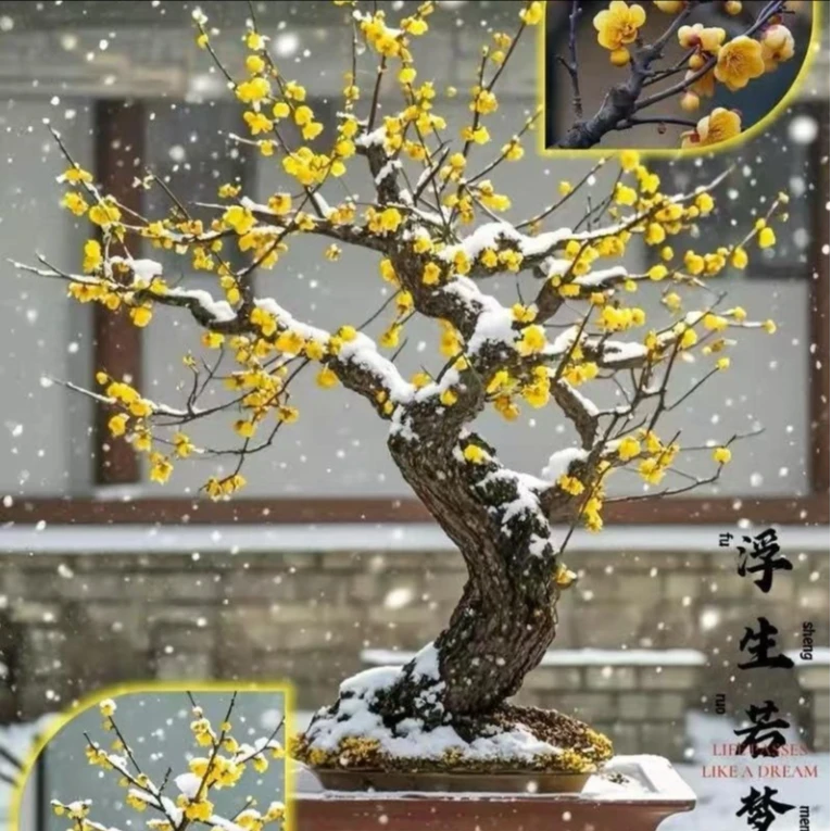 鄢陵腊梅老桩造型十年蜡梅地景造型