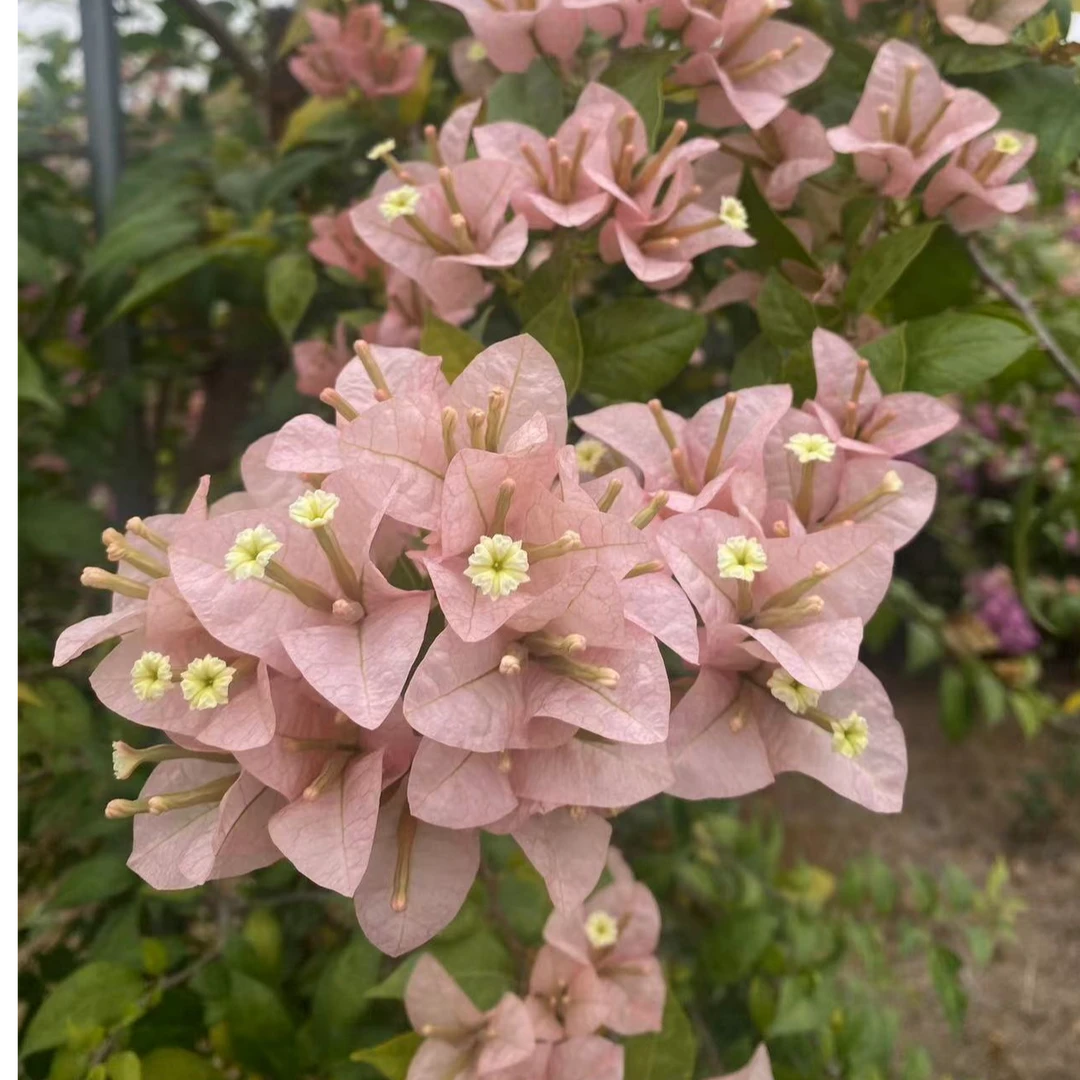 佰梅园 新品粉黛三角梅扦插袋苗（无售后）