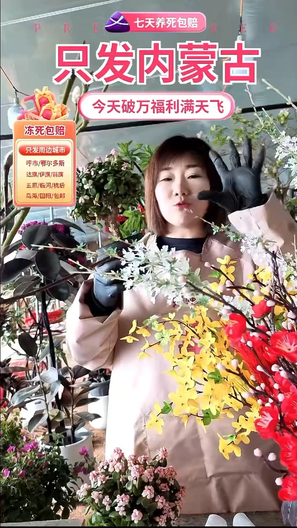 完全开放金枝玉叶原盆