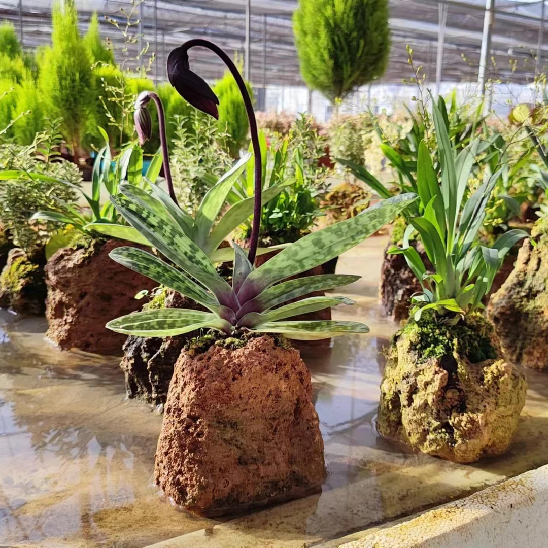 绿植链接现场挑选家具日常摆件装饰