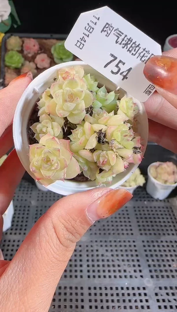 1114-754群生不包整