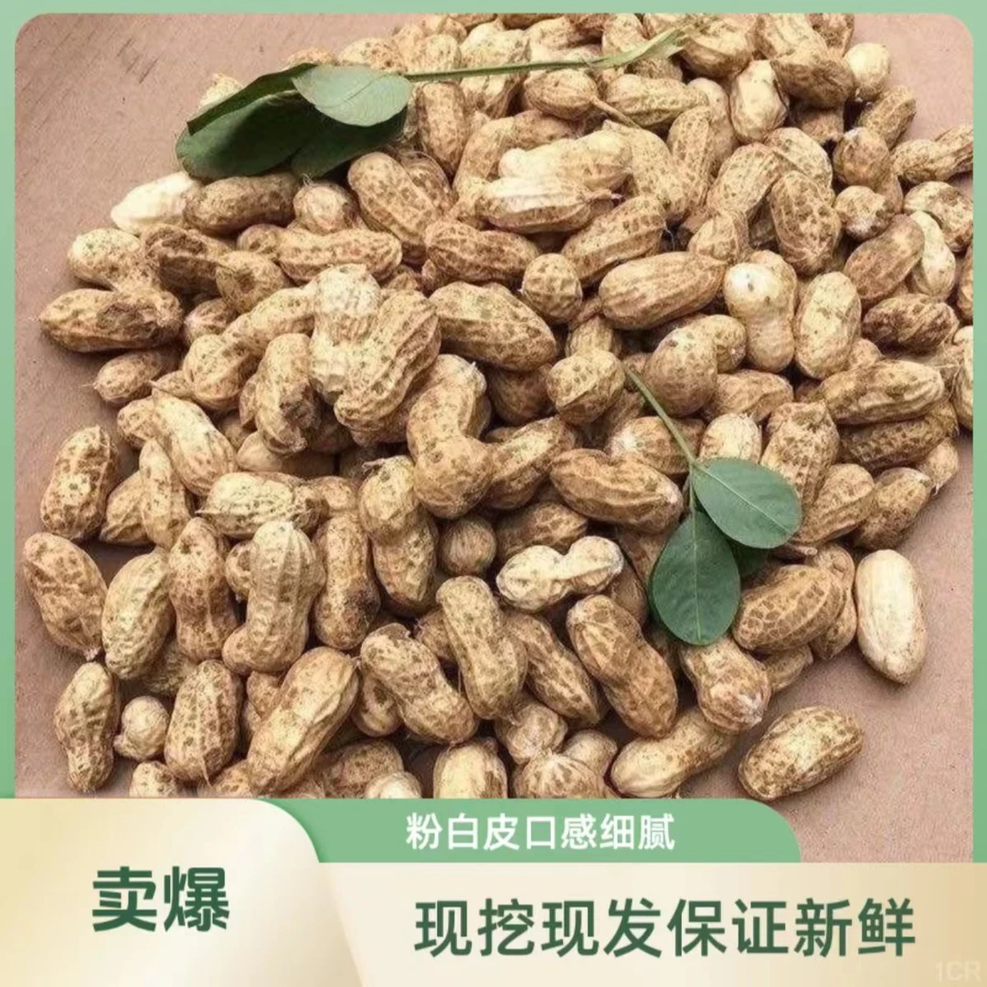 现挖现发农家自种新鲜带壳湿花生粉皮花生可生吃水煮微带泥