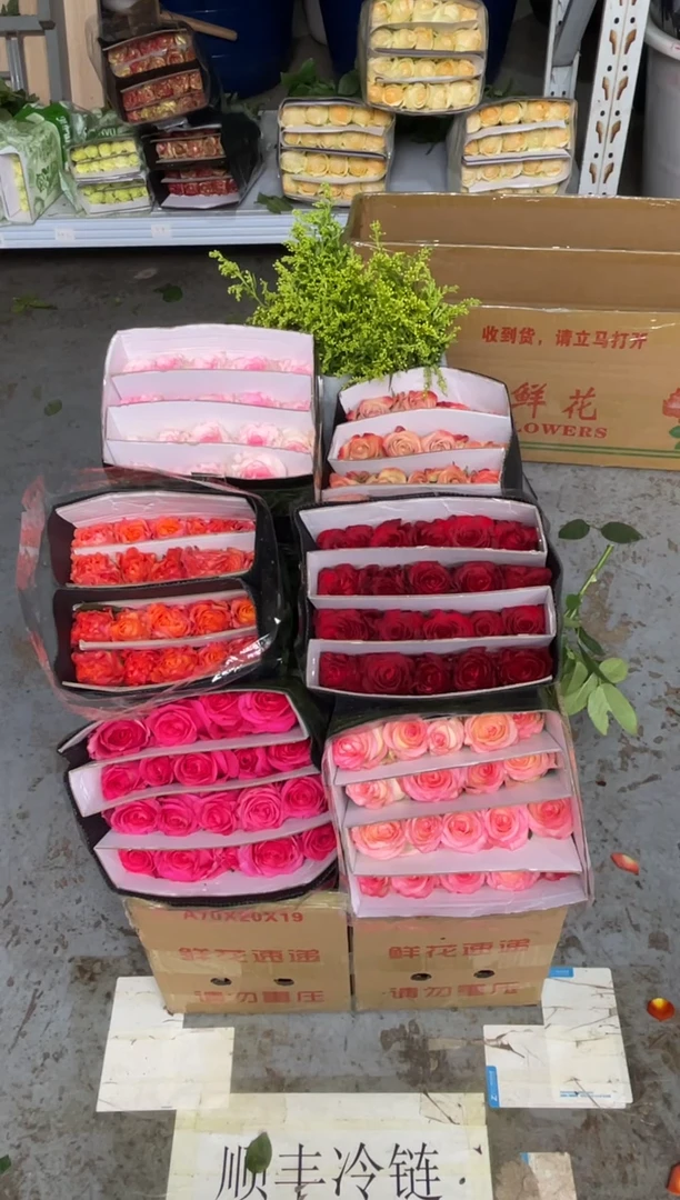 单头玫瑰60枝（任意5个品种）+黄莺