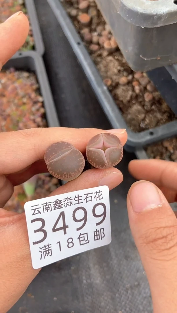 @****录3499特价一颗有疤瑕疵