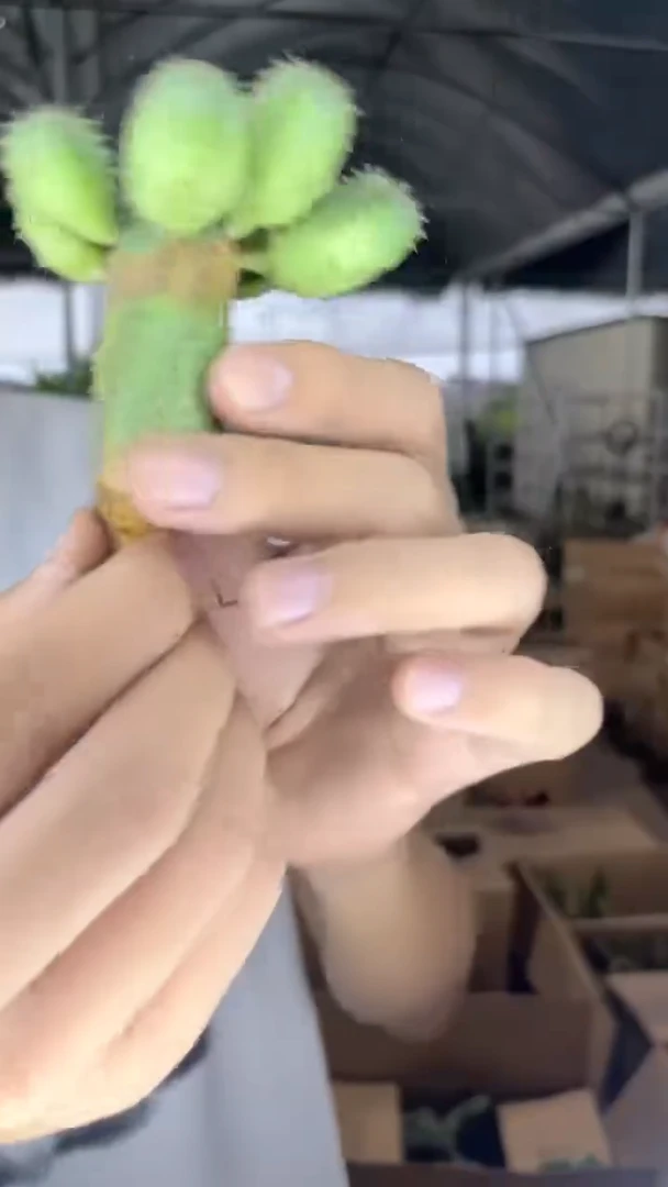 布纹球 带崽【实生根】