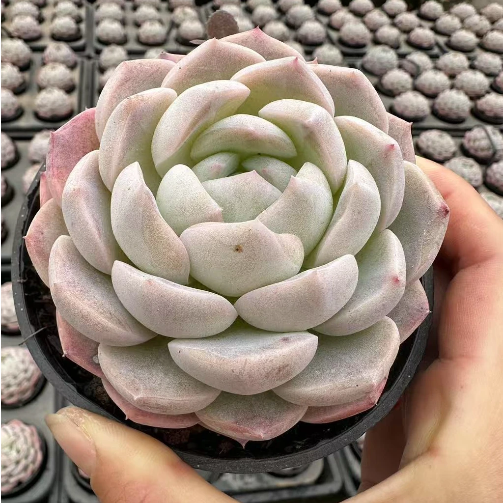 10#冰雪皇后多肉植物      前男友精品多肉sm1370