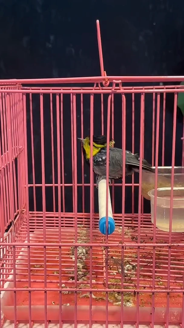 虎皮鹦鹉2号  黄颊养笼0元起拍