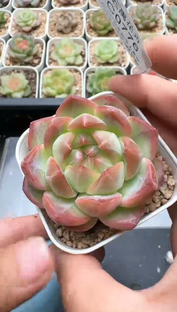 776C云禹多肉植物 带盆土纸巾打包 3颗包邮