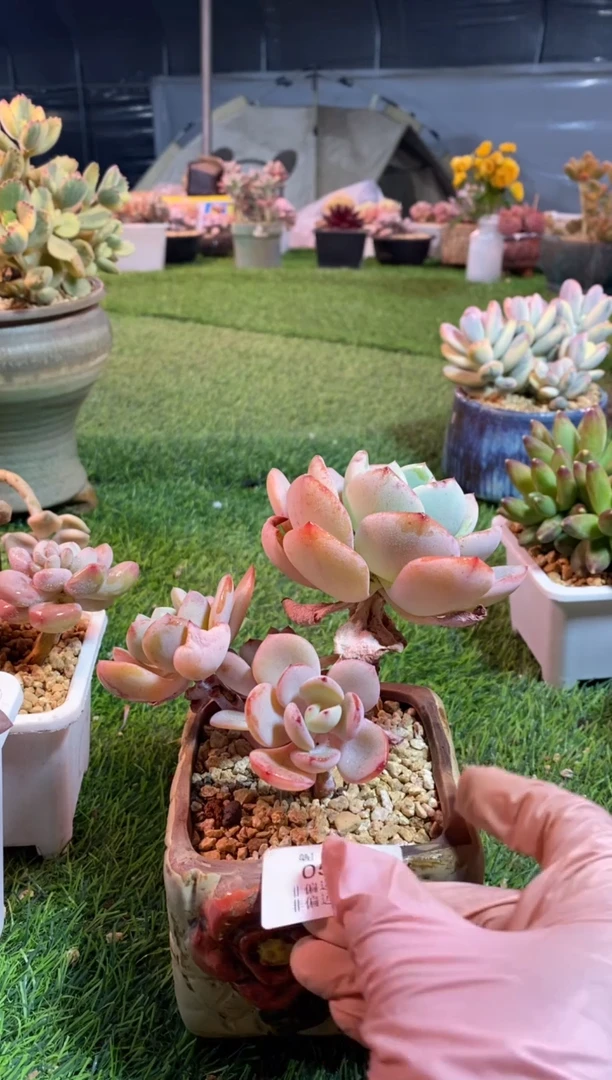 【闪购商品】0591a