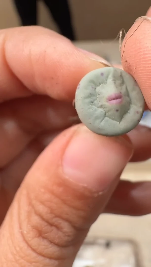 24-104多肉植物肉锥