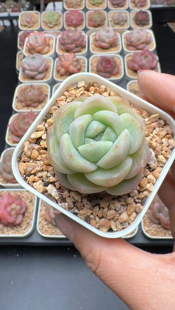 【闪购商品】319B物拍多肉带盆土6.5杯拍3颗包柚