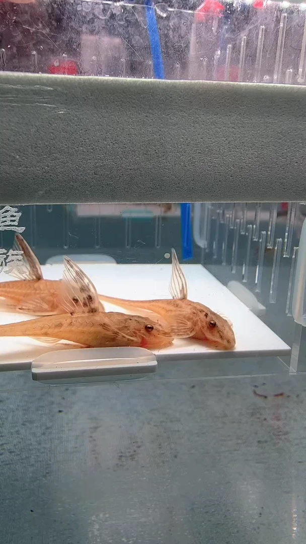 清道夫7+不包入缸损51