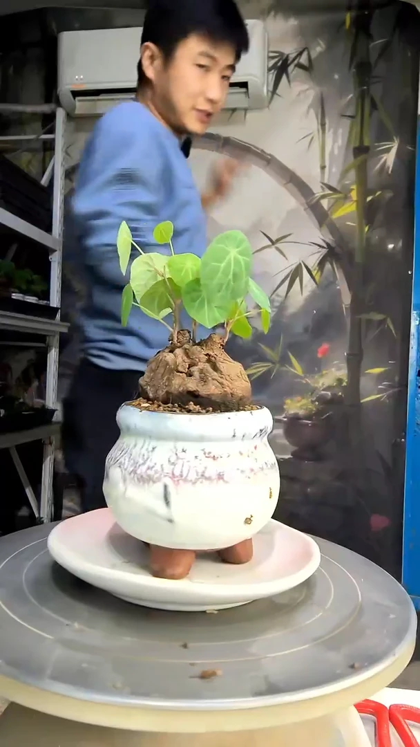 芝**花中青园艺一物一拍427