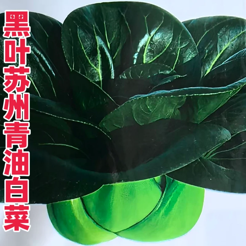 黑叶矮脚苏州青种子小青种籽菜籽油菜菜白菜蔬菜孑青梗上海青大全