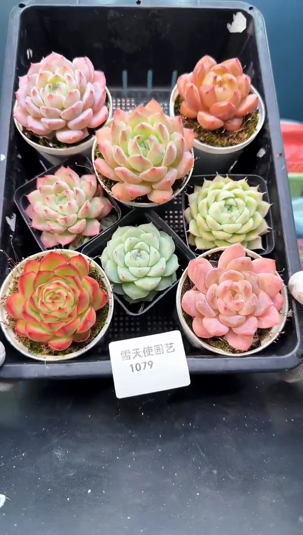 1079     多肉8 颗