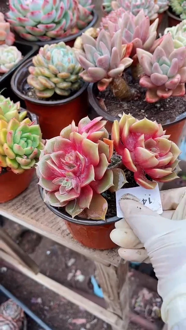 【闪购商品】14186