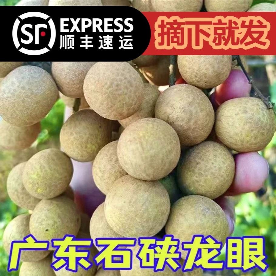【顺丰包邮】广东茂名正宗石硖龙眼新鲜现摘现发当季新鲜水果5斤