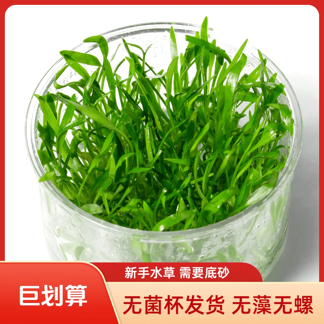 日本矮珍珠小水兰无菌水草阴性鱼缸造景新手长期水养植物净化增氧
