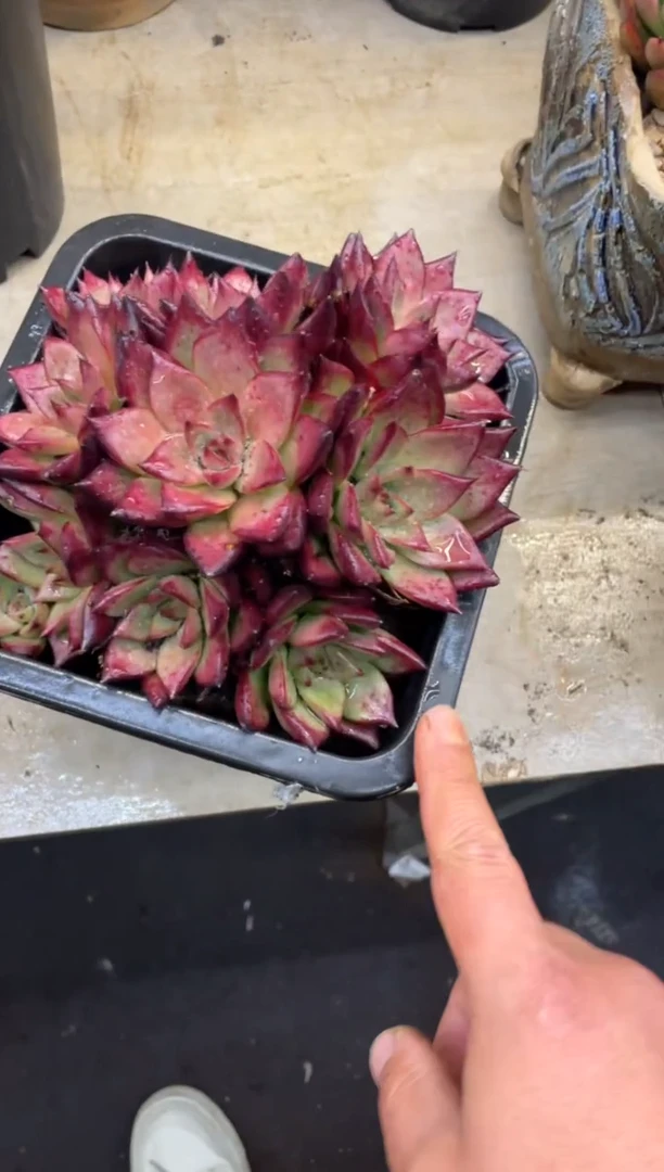 【闪购商品】191罗宾