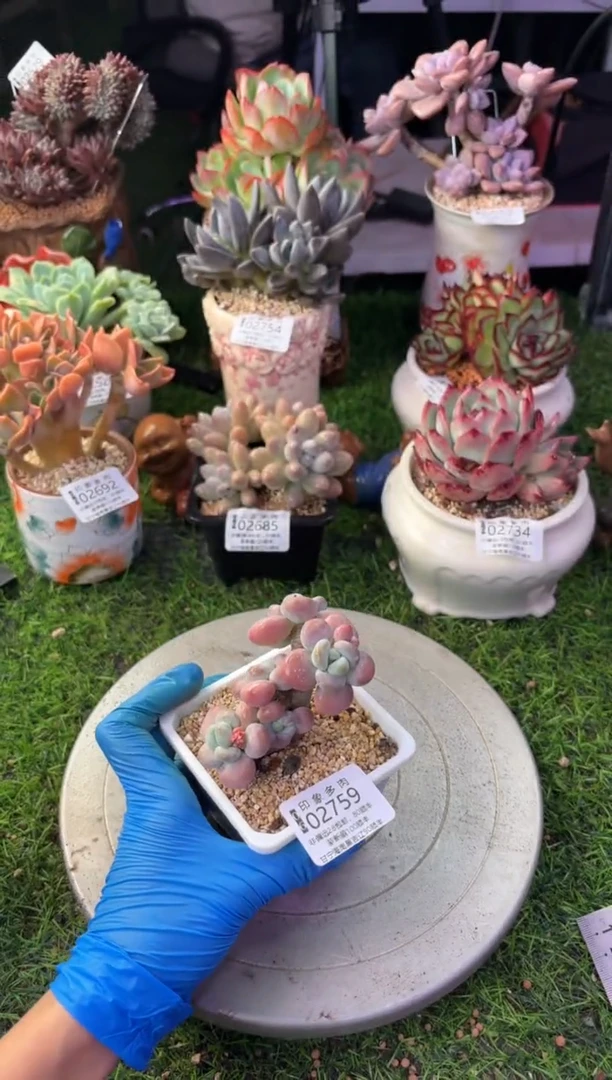 昆明印象多肉02759