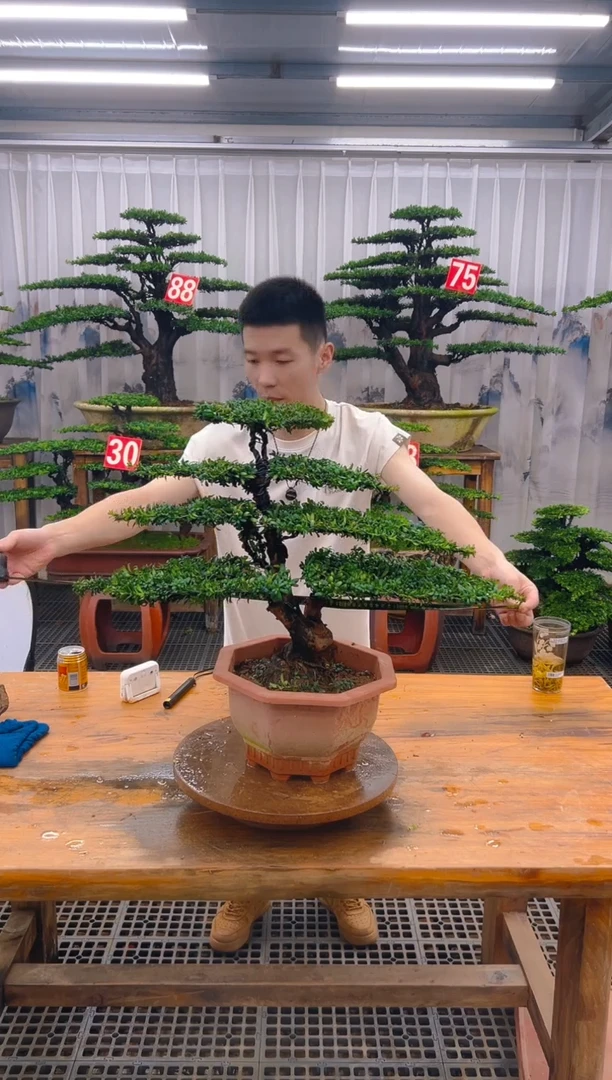 无花朵精品盆景直播间一物一拍