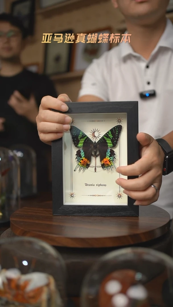 太阳蛾图腾款7寸竖框