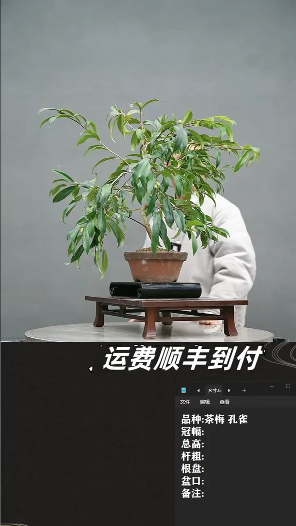 【闪购商品】56 茶梅 孔雀