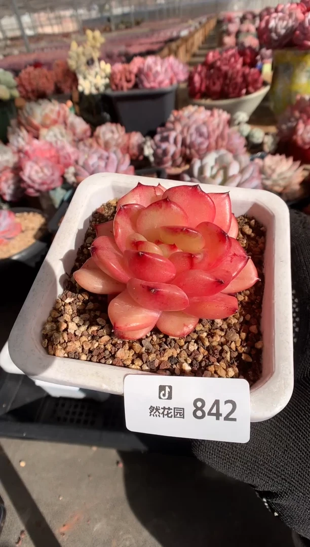 842梦露香奈儿多肉植物一物一拍