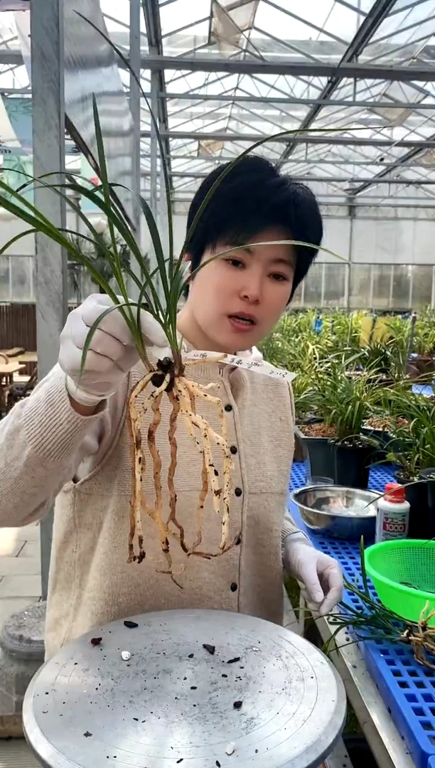 【闪购商品】金泉，江南