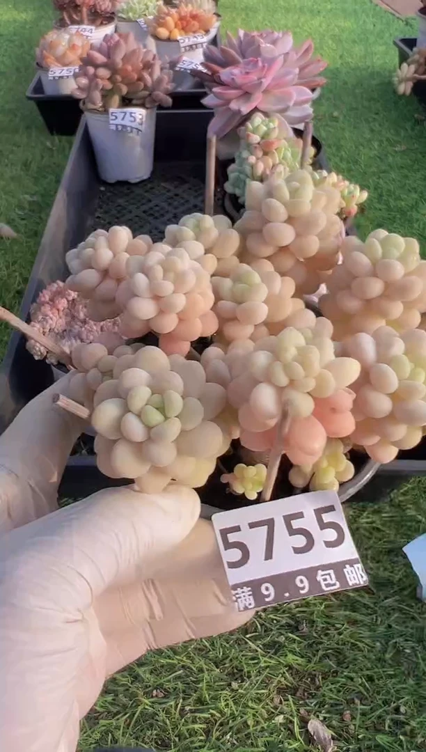 【闪购商品】信福多肉一物一拍