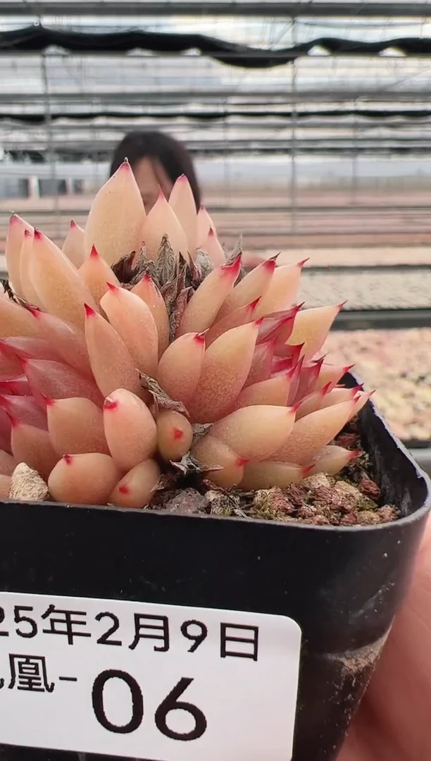 【闪购商品】火凤凰-6