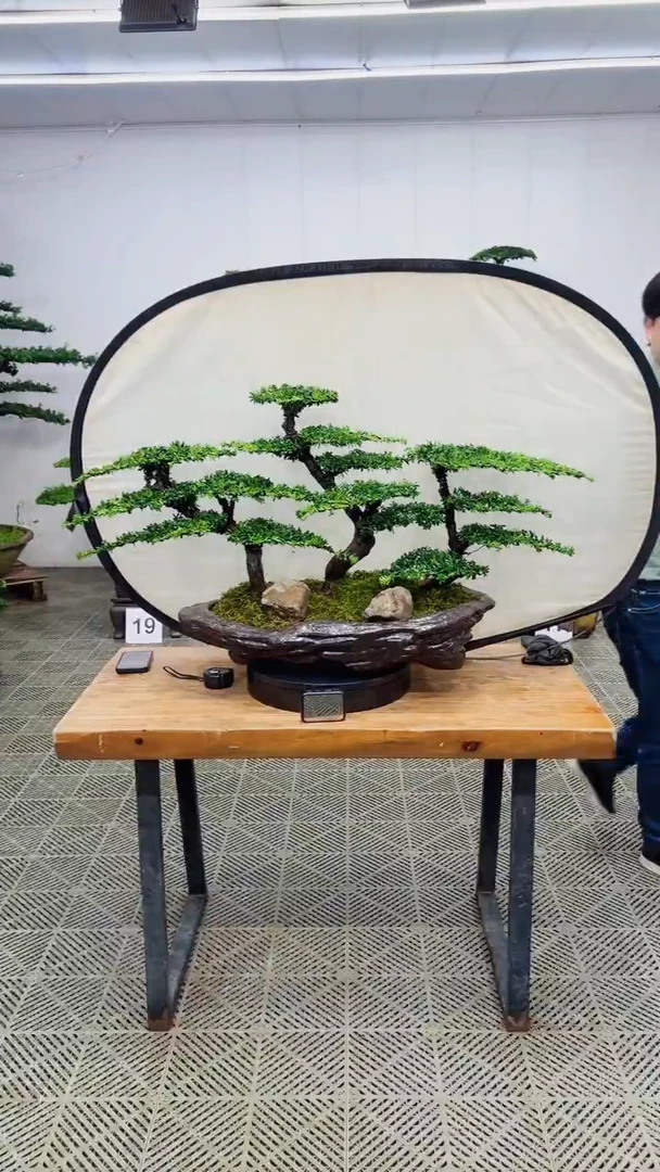 无花朵造型盆景一物一拍