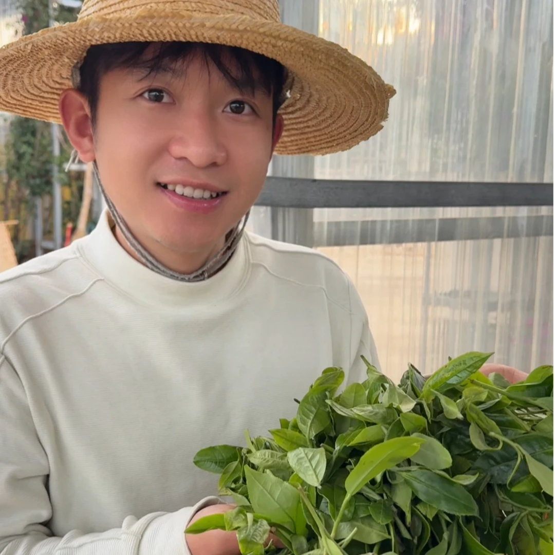 云南古树24年生茶 龙珠  每颗约8克