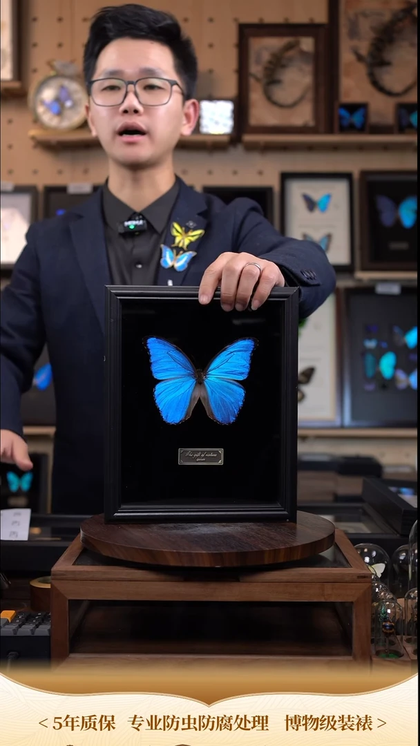大蓝闪蝶黑绒底版10寸欧式框（带证书）