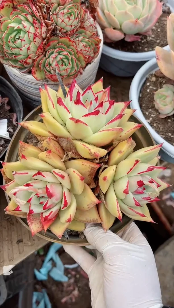 【闪购商品】04322