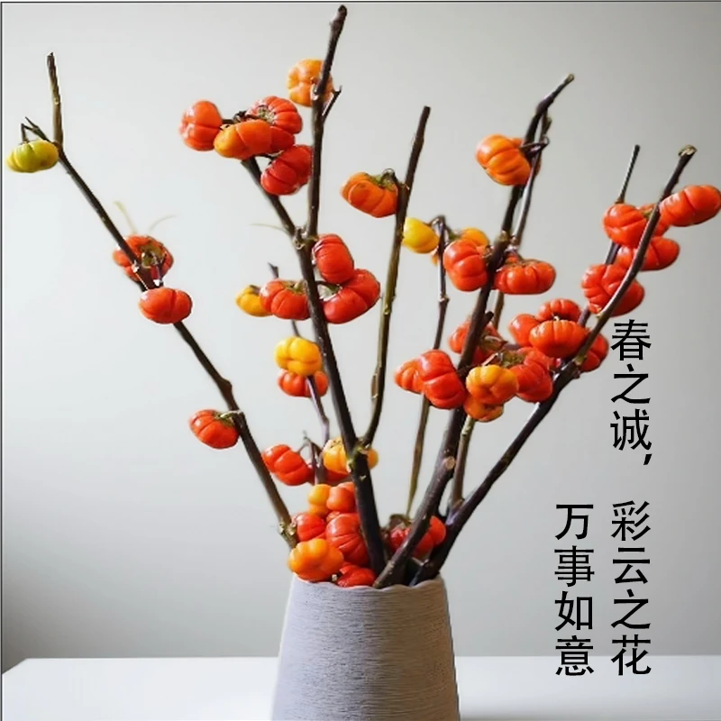 云南小南瓜鲜花水培干养花期长适合室内观赏装饰云南基地直发