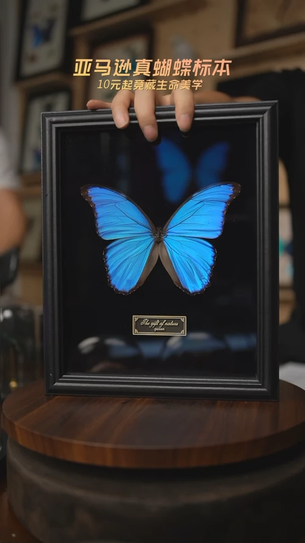 有机玻璃大蓝闪蝶黑绒底版10寸欧式框