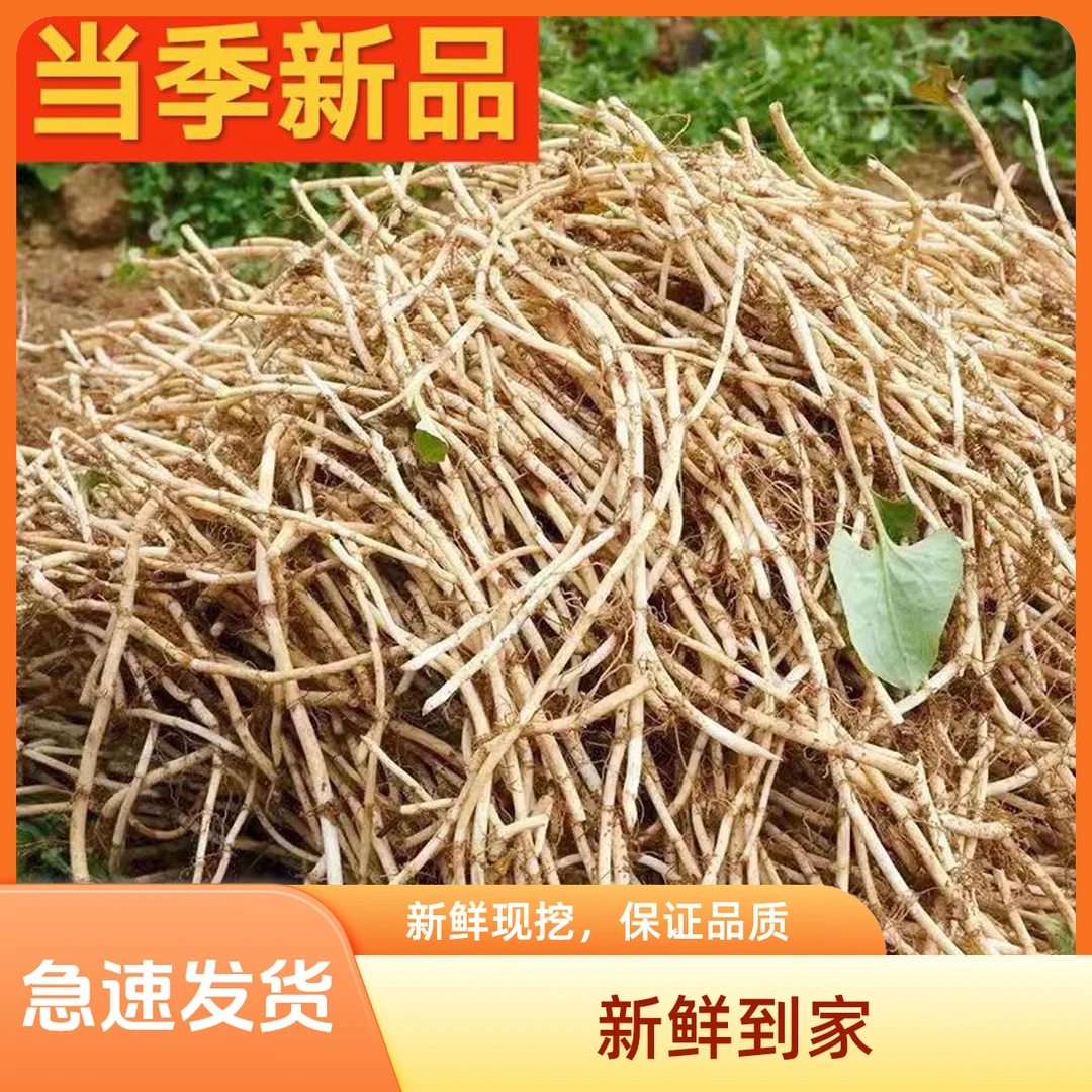 【新根上市】新鲜现挖带泥折耳根鱼腥特产节节根凉拌蔬菜极速发货