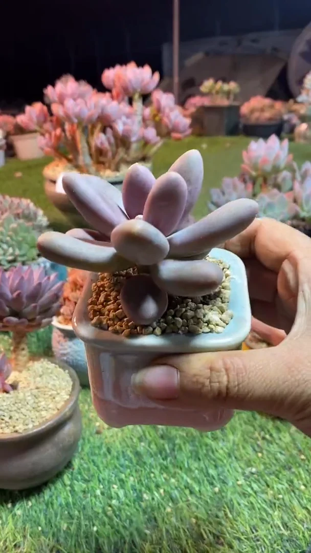 0693《满28包邮发货》