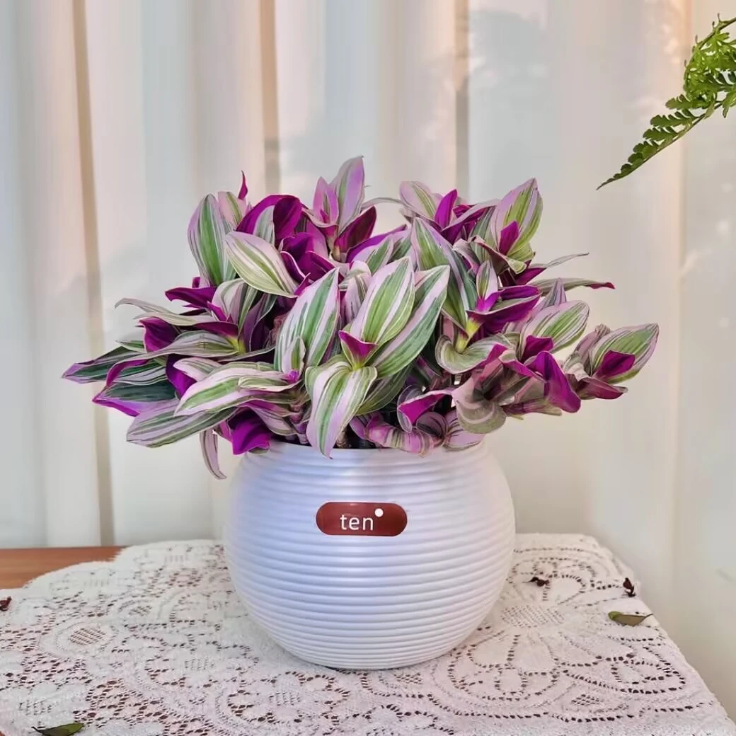 油画婚礼吊兰大棵多肉锦紫露兰桌面花卉室内阳台绿植盆栽水培植物